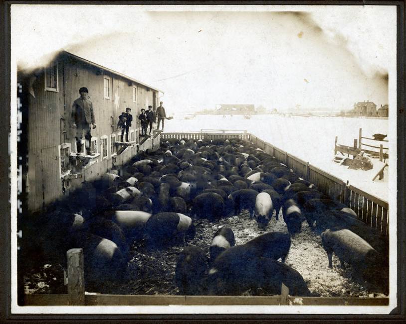 A feeding pen at the Kleinhenz Farm